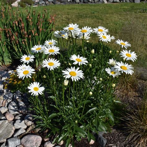 Bdaisy .